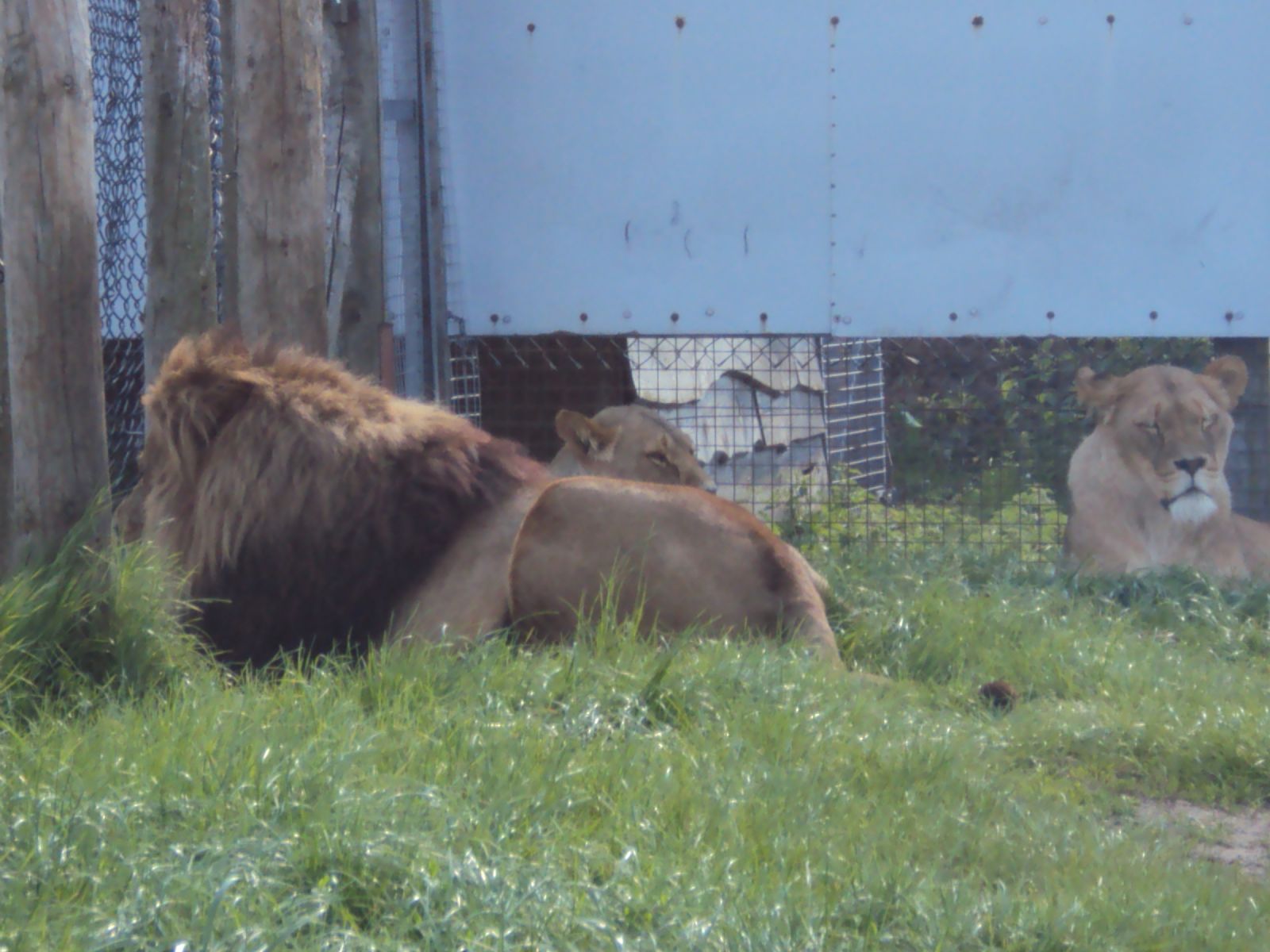 West Midland Safari Park